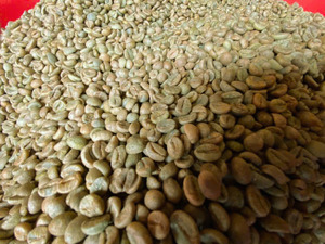 Granos de Café Verde Robusta Orgánico Vietnamita 100% Natural, Tamaño 16, Venta al por Mayor a Granel, Certificación USDA e ISO 22000 - Product Image 4
