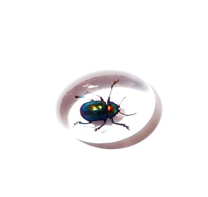 Cabochon ovale en plastique avec spécimen réel de Coléoptère à feuilles brillantes, 18x25 mm, fond plat transparent, pour artisanat et fabrication de bijoux - Product Image 4
