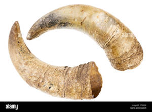 Alimento Natural para Perros Horn Dog Chew Food, No Apto para Uso Diario, Campamentos ni Fiestas, Golosina para Perros Sin Químicos - Product Image 4