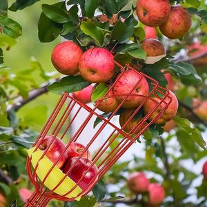 Panier de cueillette multi-fruits avec coussin en mousse de protection |   Outil de cueillette de fruits robuste pour mangues, agrumes, pommes, poires et autres fruits - Product Image 3
