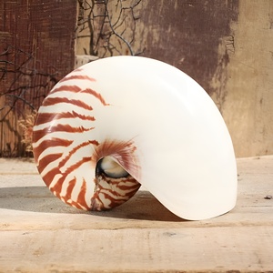 Coquillages de nautilus naturels en promotion, grandes coquilles marines à prix avantageux pour la décoration - Product Image 6