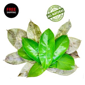 Hojas de Guanábana Secas de Primera Calidad para Exportación, Té Herbal de Graviola, Suministro a Granel - Product Image 5