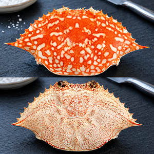 Dried <b>Crab</b> <b>Shell</b> for Food Stuffed / Dried <b>Crab</b> <b>Shell</b> for Decorate From Vietnam/ Ms. Alina - Product Image 6