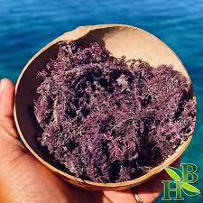 Musgo Marino Morado Seco - Product Image 5