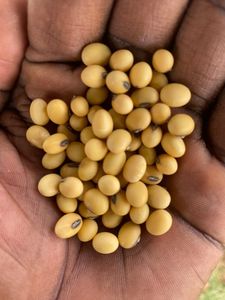 Bulk Supply Organic <b>Soybeans</b> Ready for Sale with Premium Quality Top Grade High Protein Content-Fresh Discounted Prices - Product Image 4