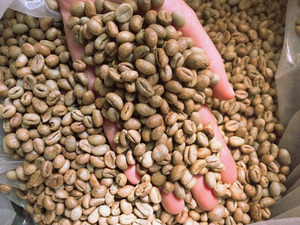 Vente en gros de grains de café vert Robusta de spécialité TNFOOD, taille 18, Vietnam, haute qualité, certifié ISO 22000, USDA, export direct G1/G2 - Product Image 5