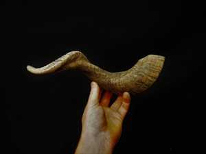 Corne de mouton naturelle, écologique, faite à la main, brute, non polie, pièce unique, objet décoratif, objet de collection, artisanat - Product Image 1