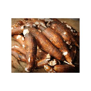 Cassava fraîche de haute qualité, idéale pour les achats en gros et les exigences du commerce alimentaire - Product Image 1