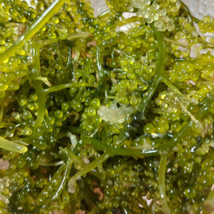 Uvas de Mar Verdes Frescas, Caulerpa Lentillifera, Alga Comestible 100% Pura y Natural, Proveedor de Mariscos Saludables, 12 Meses de Vida Útil, Certificado CV - Product Image 1