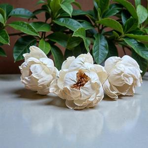 Fleurs en bois de Sola VADEE SOLA WOOD FLOWER, faites à la main, durables, pivoine clair de lune, 8,5 cm, tige en fibre de plantes de Sésbanie, de Thaïlande - Product Image 1