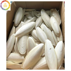 Os de Seiche Séché de Première Qualité VF – Produit Naturel Premium à Mâcher pour Oiseaux : Perroquets, Canaris, Pinsons, Perruches et Parakeets - Product Image 2
