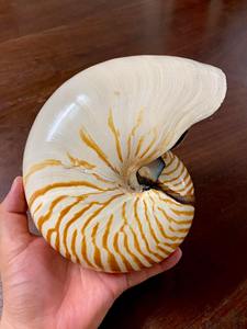 Concha Nautilus de cámara de Vietnam, carcasa espiral pulida a mano para decoración costera del hogar y estilo Interior de lujo - Product Image 2