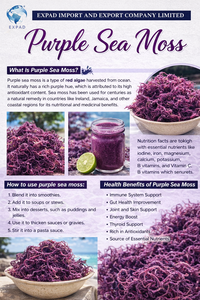 Musgo Marino Morado Orgánico – Superalimento Marino de Vietnam - Product Image 2