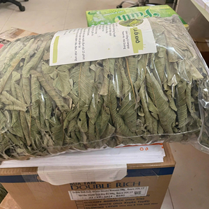 Feuilles de goyavier séchées très demandées pour la perte de poids, le soin de l'acné et le soulagement de la toux, sac PP de 40 kg, 50 sacs/20 pieds conteneurs, Viet Delta, 24 mois - Product Image 1