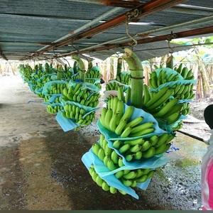 Ventes chaudes de bananes Cavendish biologiques - Bananes Cavendish vertes fraîches de qualité supérieure, grade 1, 100% pur, à prix avantageux - Product Image 2