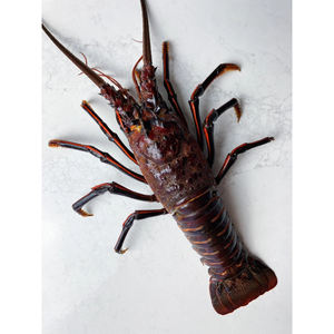 Fresh seafood <b>lobsters</b> for hotels catering companies and international seafood buyers - Product Image 6
