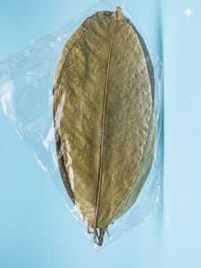 Hojas de Cacao Ecológicas YAMUNA de 11-18 cm (4-7 Pulgadas) para Acuario, Paquete de 10 Hojas - Product Image 6