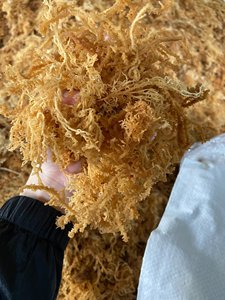 MARISCOS NATURALES PREMIUM MUSGO DE MAR EUCHEUMA COTTONII VERDURAS DESHIDRATADAS PARA ALIMENTACIÓN BUEN PRECIO EN VENTA - Product Image 5