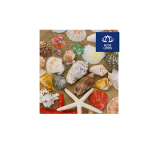 El Más Buscado: Ventilador de Conchas Ecológico, Seguro y Limpio, Hecho con Materiales Vegetales Puros, Ideal para Refrigeración y Decoración de Eventos, Precio Directo de Mayoreo - Product Image 1