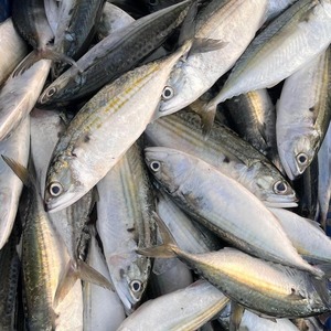 Pescado Atún del Pacífico Congelado, Cuidadosamente Seleccionado, para Compradores Internacionales, con Envío Programado y Embalaje Seguro en Palés - Product Image 1