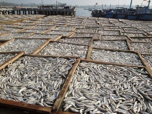 Anchoas Secas al Sol Naturalmente, Pescado Alto en Proteínas, Exportador de Vietnam, Suministro al por Mayor, MOQ Bajo - Product Image 3