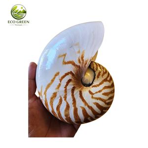 Concha de Nautilus Rara, Calidad Premium, Espiral Natural del Océano, Decoración de Lujo, Regalo Coleccionable, Artefacto Marino Único para Exhibición - Product Image 6