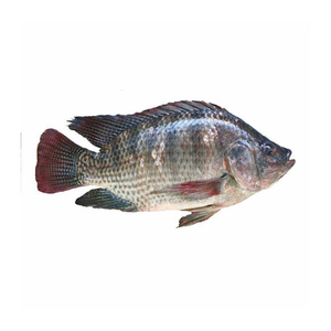 Pescado Tilapia Congelado Disponible para Compra al por Mayor con Precios Competitivos del Mercado - Product Image 4