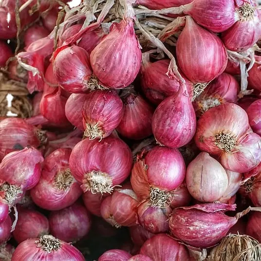 Cebola vermelha vietnamita de alta qualidade, chalotas fritas, pimenta, pimenta inteira, tempero, vegetais frescos da MS Laura +84 896611913