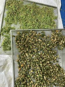 Melón Amargo Silvestre Seco Natural a Granel con 8 Meses de Vida Útil, Hierba para Beber de Vietchoice Vietnam - Product Image 4