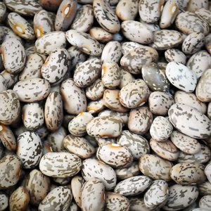 Haricots rouges biologiques de la nouvelle récolte 2026, longs et ronds, légèrement mouchetés, emballage en vrac, avec la meilleure offre promotionnelle, prix abordable - Product Image 2