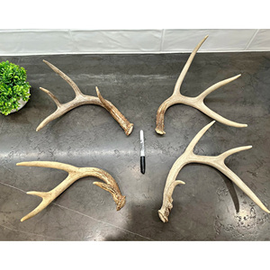 Cornes de cerf roux de haute qualité, emballage en vrac, durée de conservation de 3 ans, achetez maintenant, prix avantageux, en vente, livraison rapide - Product Image 3