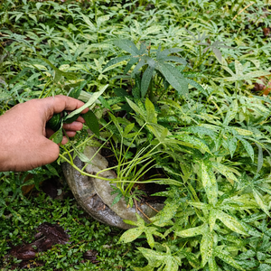 Hojas de Camote Congeladas de Alta Calidad |   PARA SERVICIOS DE ALIMENTACIÓN Y RESTAURANTES/ SRA. ALINA - Product Image 1