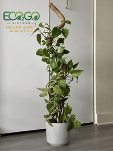 Poteau en fibre de coco flexible et esthétique pour plantes grimpantes d'intérieur, bâton courbé en fibre de coco à forte capacité d'absorption d'humidité pour Pothos - Product Image 3