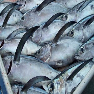 Prix de gros pour thon jaune entier congelé destiné aux acheteurs commerciaux de produits de la mer en quête de poissons de qualité avec une excellente durée de conservation - Product Image 5
