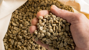 USDA Specialty Vietnam Robusta Green <b>Coffee</b> <b>Beans</b> Size 18, Premium Export Quality with Broken & Black 0.1%, Moisture 12.5% - Product Image 4