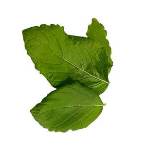 Nouvelles feuilles de basilic indien pour assaisonnements, sauces et ingrédients culinaires de style méditerranéen, destinées à la fabrication d'aliments gastronomiques - Product Image 3