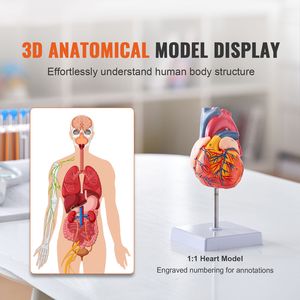 Modelo de Corazón Humano Anatómicamente Preciso de 2 Partes a Escala 1:1 con Números, Estructura Anatómicamente Correcta para Ciencias Médicas - Product Image 2