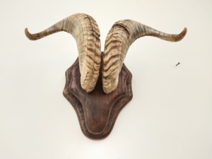 Par de cuernos naturales de oveja/berberisco para decoración. Cuerno decorativo de berberisco con correa de cuero para colgar en la pared. - Product Image 1