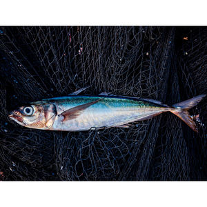 Pescado Caballito de Mar de Primera Calidad, Mariscos Frescos Cuidadosamente Seleccionados para Freír, Hornear y Preparar Platos de Pescado a la Parrilla - Product Image 6