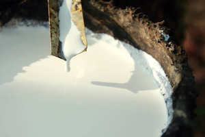 Látex de Caucho Natural 60% DRC en Polvo Líquido para Producción de Guantes, Origen Binh Duong - Product Image 6