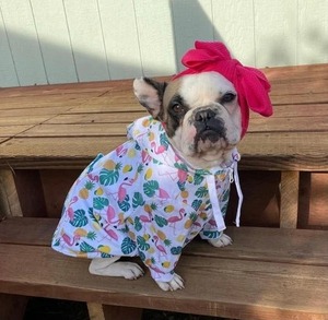 Cute Solid Cotton Classic <b>Dog</b> Hoodie Lightweight Winter Pet <b>Clothes</b> for Small <b>Dogs</b> with Pink Flower Hat - Product Image 1