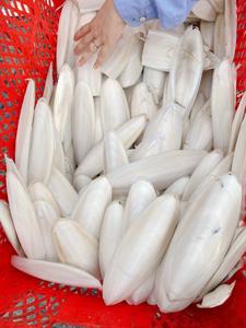 สินค้าขายดี |   กระดูกปลาหมึกดิบ แหล่งแคลเซียมสำหรับนกแก้วและนกในกรง จากบลูโลตัส เวียดนาม - Product Image 6
