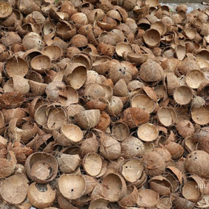 Biomasse de coque de noix de coco semi-décortiquée durable (100% noix de coco) super sèche de qualité A, origine Inde, pour la co-électroculture et le chauffage des serres - Product Image 5