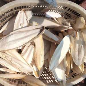 ของเล่นนกทำจากกระดูกปลาหมึกแห้งสำหรับนกแก้ว นกพิราบ เสริมแคลเซียม เป็นมิตรกับสิ่งแวดล้อม ใช้ได้ทั้งในร่มและกลางแจ้ง - Product Image 6