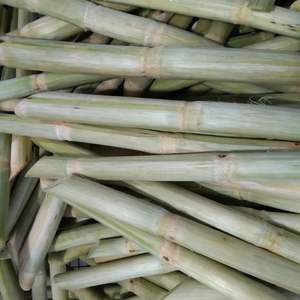 VDELTA Bâtonnets de canne à sucre frais congelés du Vietnam au goût propre et juteux - Product Image 1