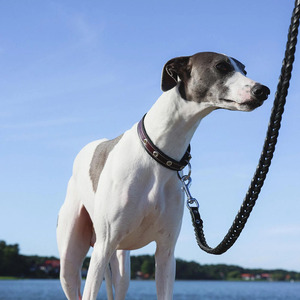 Wholesale Durable Leather <b>Braided</b> Dogs pet Collars crafted from genuine <b>braided</b> leather for long lasting reliability for sale - Product Image 5