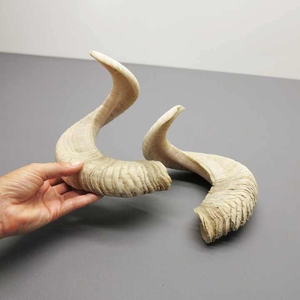 Cornes de bœuf/agneau indiennes de taille personnalisable, artisanat animalier écologique, décoration intérieure et cadeau - Product Image 5