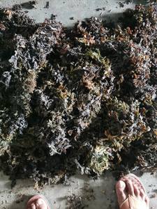 Sargassum Seco, Alga Marina Sazonada, Orgánica, Hojas Grandes Secas de Vietnam - Bolsa de 25 kg, Mejor Precio / Sra. Lima - Product Image 4