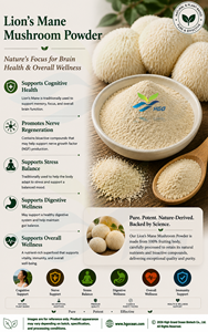 Approvisionnement direct d'usine HGO de poudre de champignon de crinière de lion naturelle pure (qualité alimentaire) poudre fongique (poudre de fruits ou de légumes) - Product Image 4