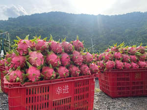 Fruta del Dragón Congelada IQF de Marca Privada (Variedades Roja y Blanca) Grado AA 100% Fresca de Vietnam - Product Image 6